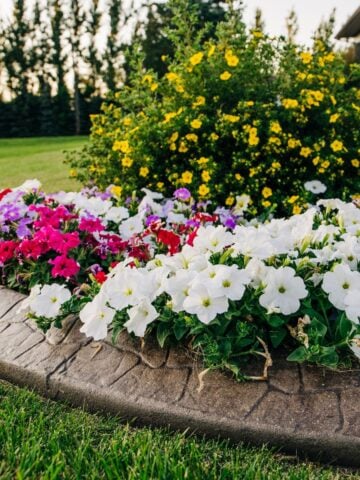 Close-up of a raised flower bed filled with white, pink, and purple petunias bordered by stamped concrete edging, with a yellow flowering shrub and lawn in the background.
