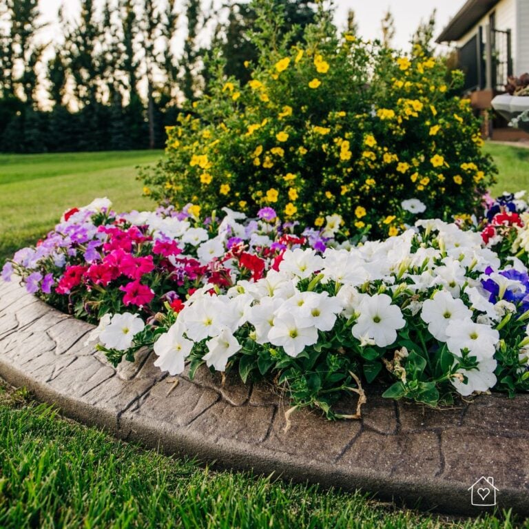 Close-up of a raised flower bed filled with white, pink, and purple petunias bordered by stamped concrete edging, with a yellow flowering shrub and lawn in the background.