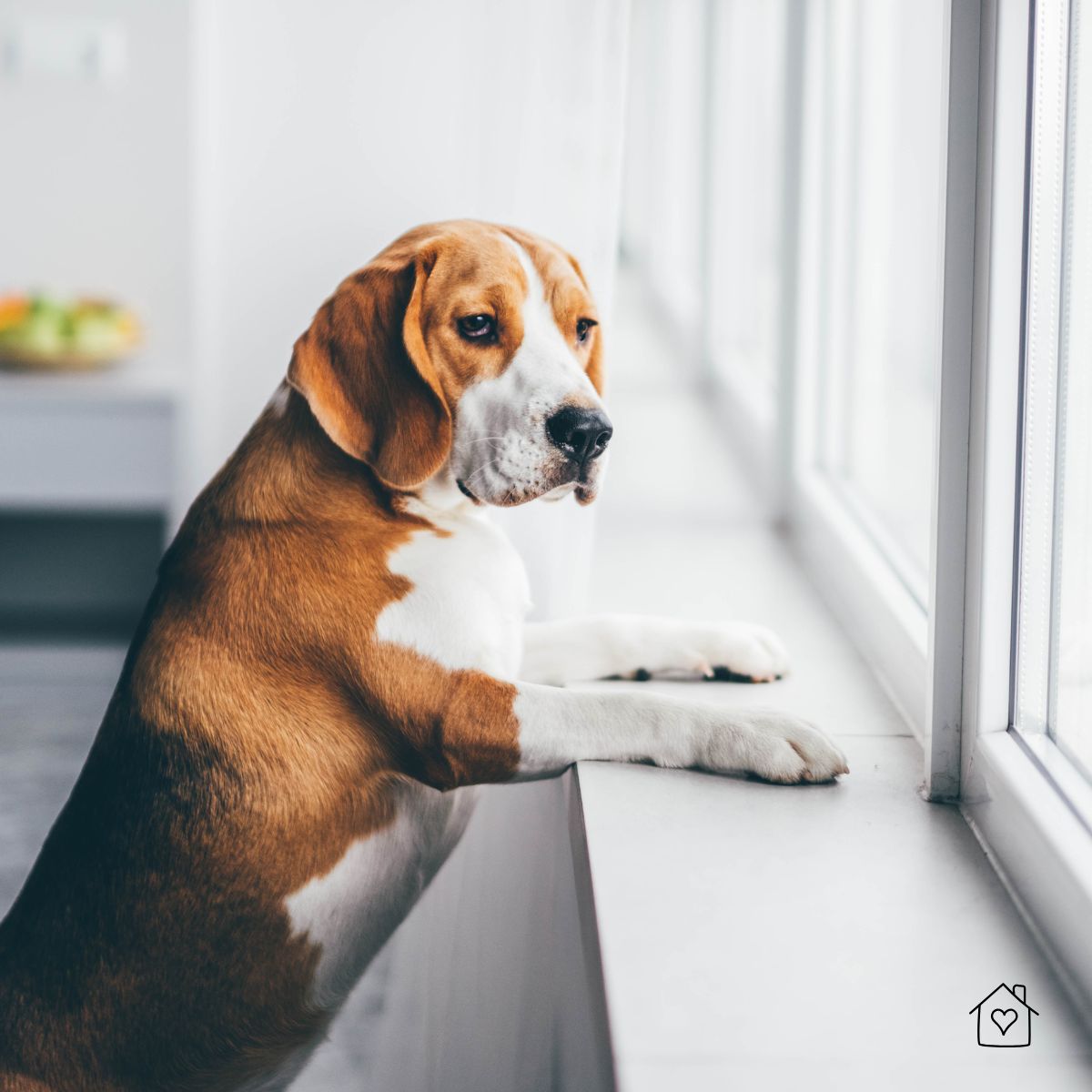 Beagle watching out the window while home alone, waiting for their owner.