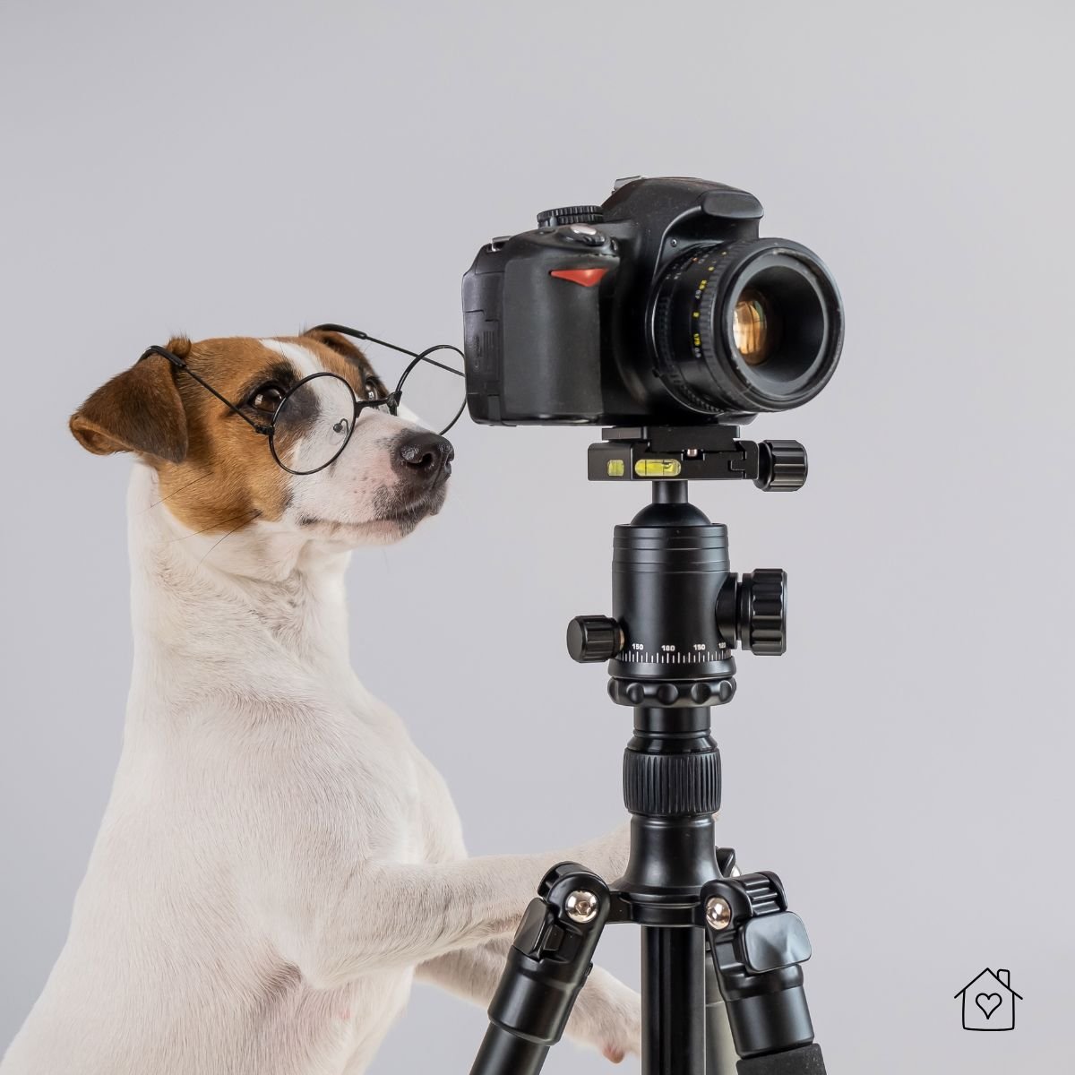 Jack Russell wearing glasses standing at a camera on a tripod, playful tech scene.