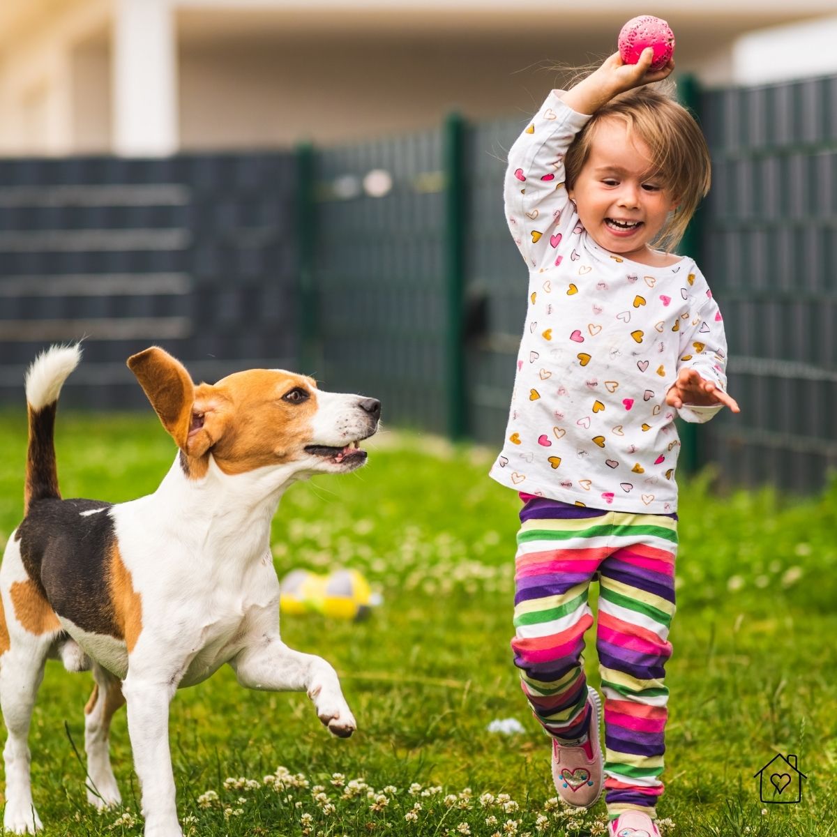 Young child throws ball while beagle runs in fenced yard