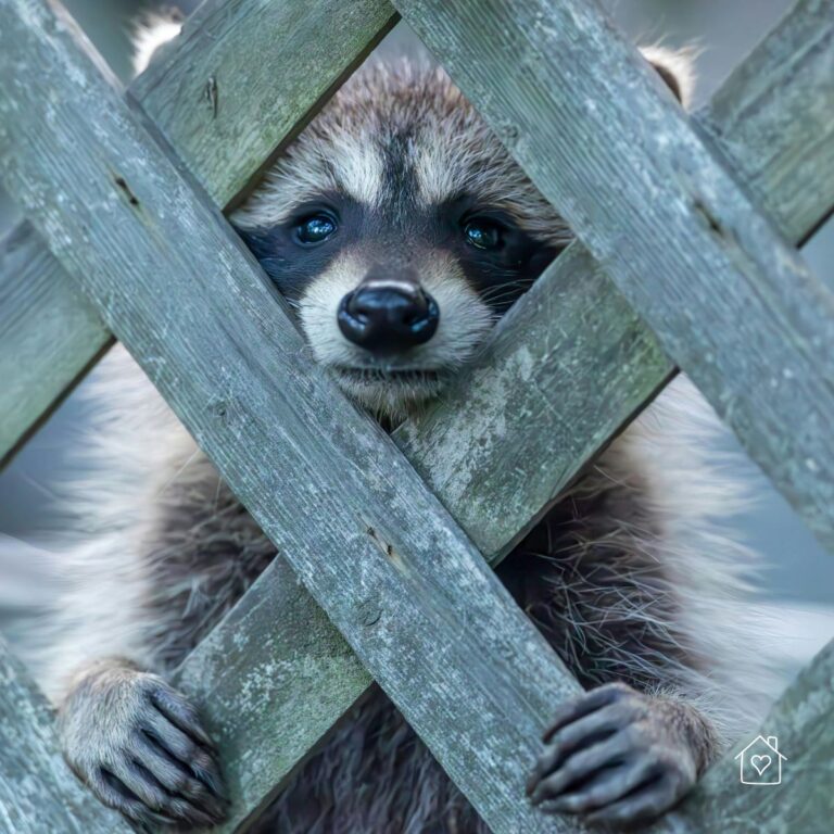 Cute raccoon standing up and looking through a worn lattice fence