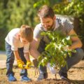 Adult and young child wearing gloves planting a small tree together in the yard, close-up of hands and soil