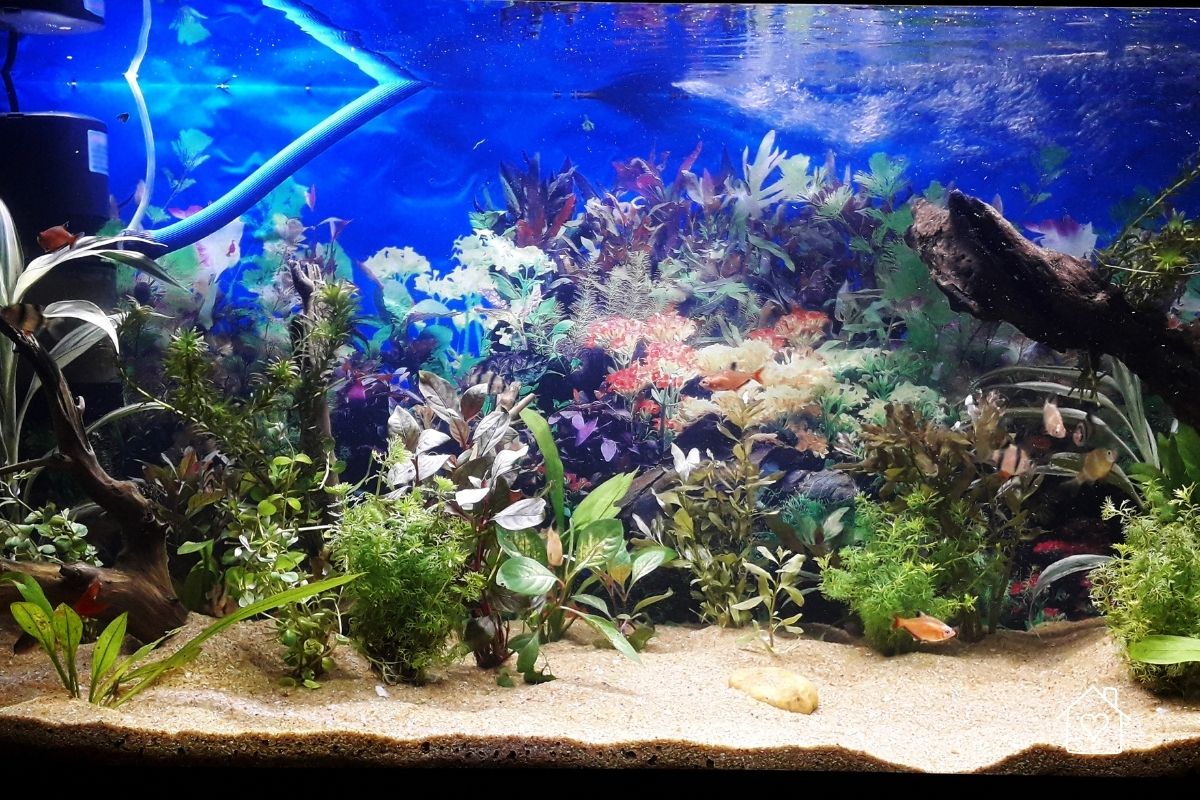 Lush Planted Aquarium With Mixed Aquascape Plants