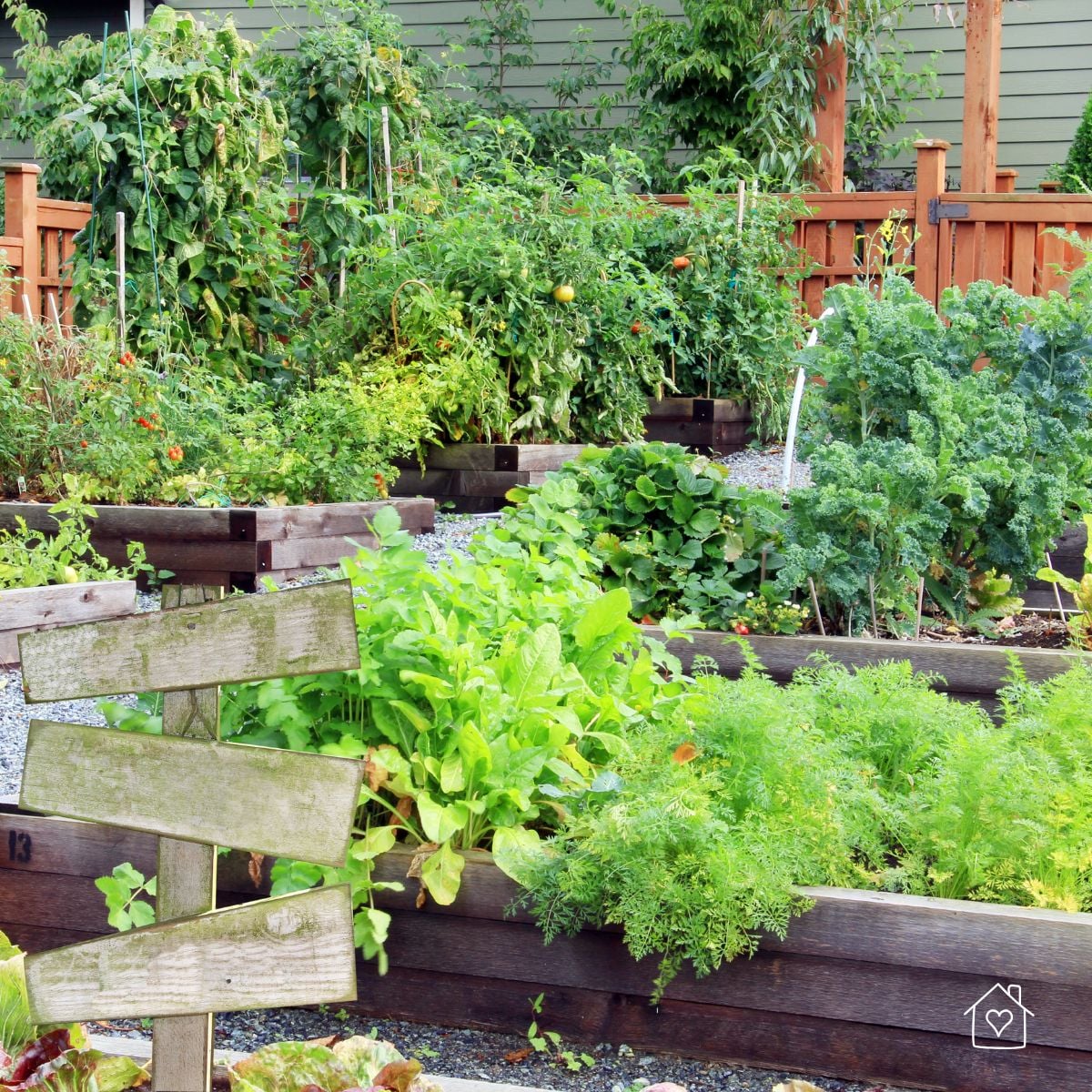 Large backyard vegetable garden with multiple raised beds filled with leafy greens and tomatoes