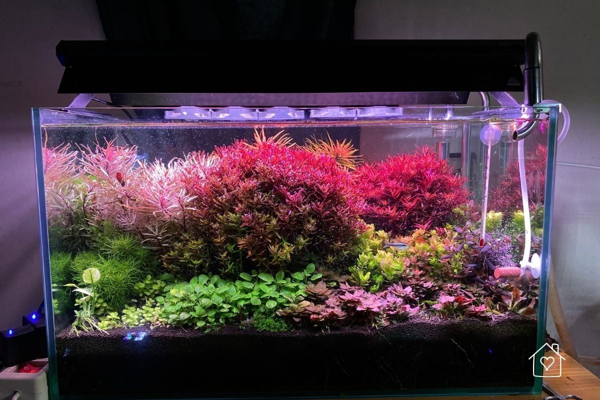 Freshwater planted aquarium with vibrant red and green stem plants arranged in a layered aquascape layout