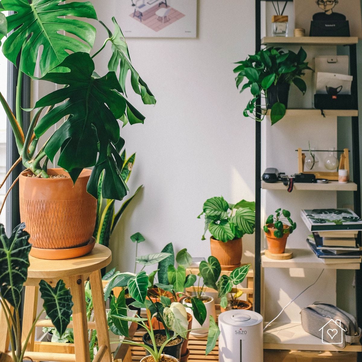Group of houseplants in terracotta planters by a bright window with shelving in the background.