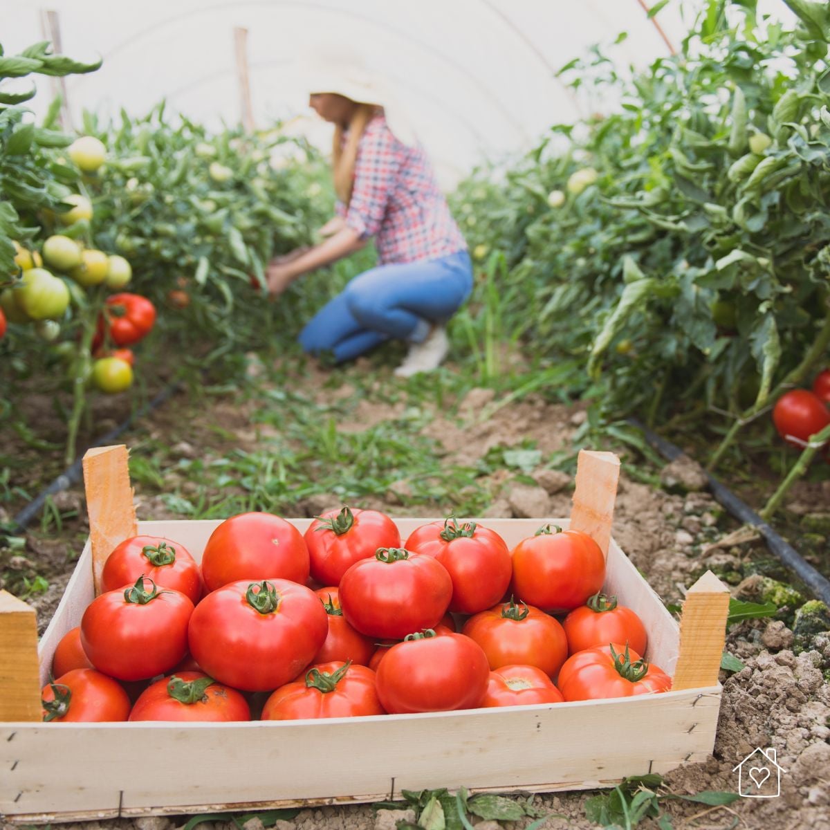 Wooden crate of ripe tomatoes in a garden row with a gardener harvesting plants in the background