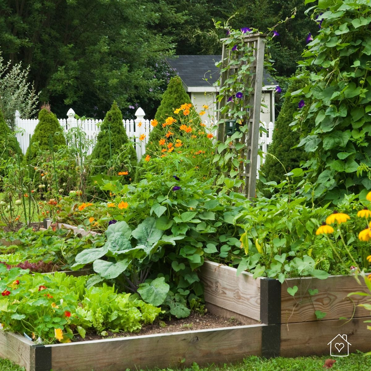 Lush garden beds with climbing plants on trellis and colorful flowers near a white fence