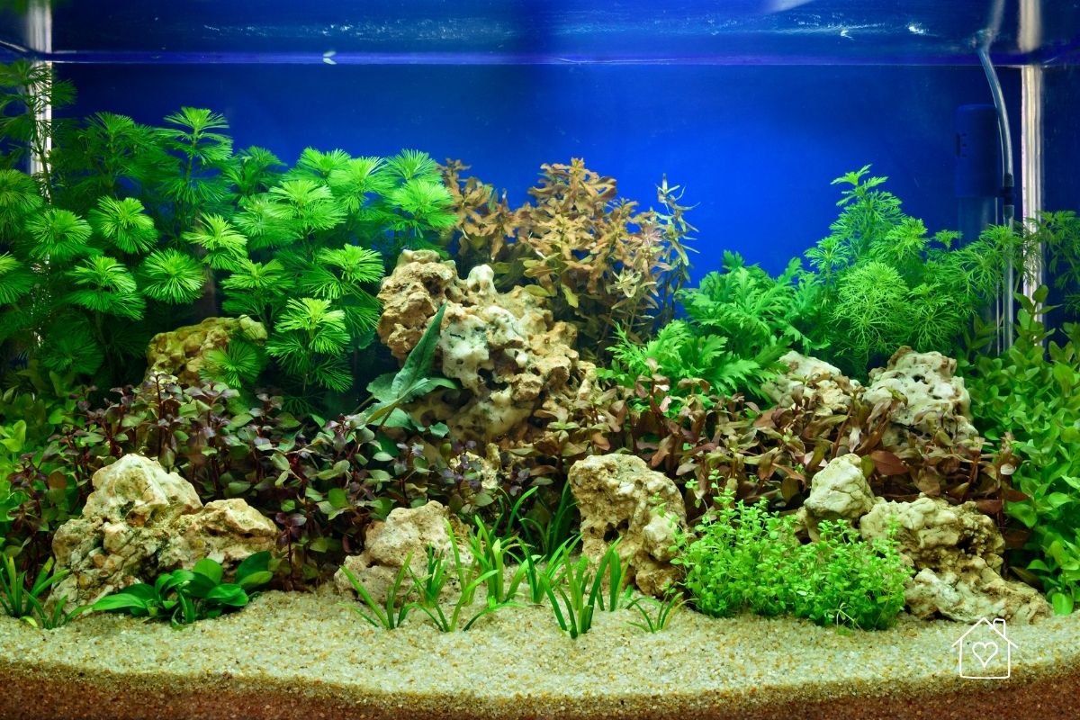 Planted freshwater aquarium showing tall background plants, midground textures, and open foreground sand