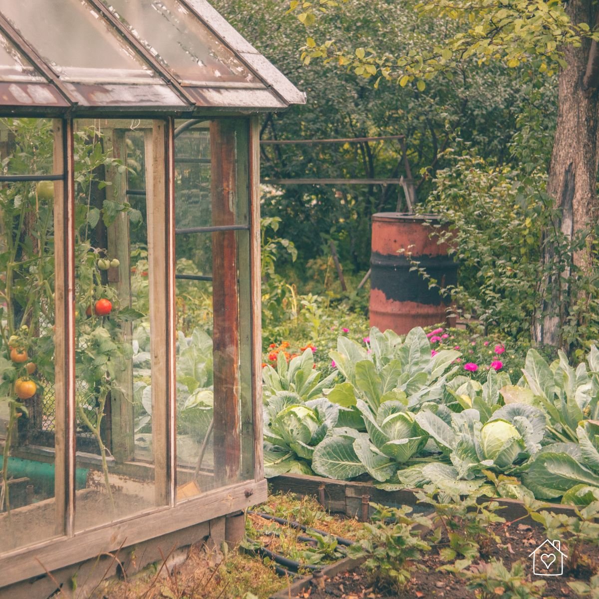 Cabbage plants growing in raised beds beside a small greenhouse in a backyard garden