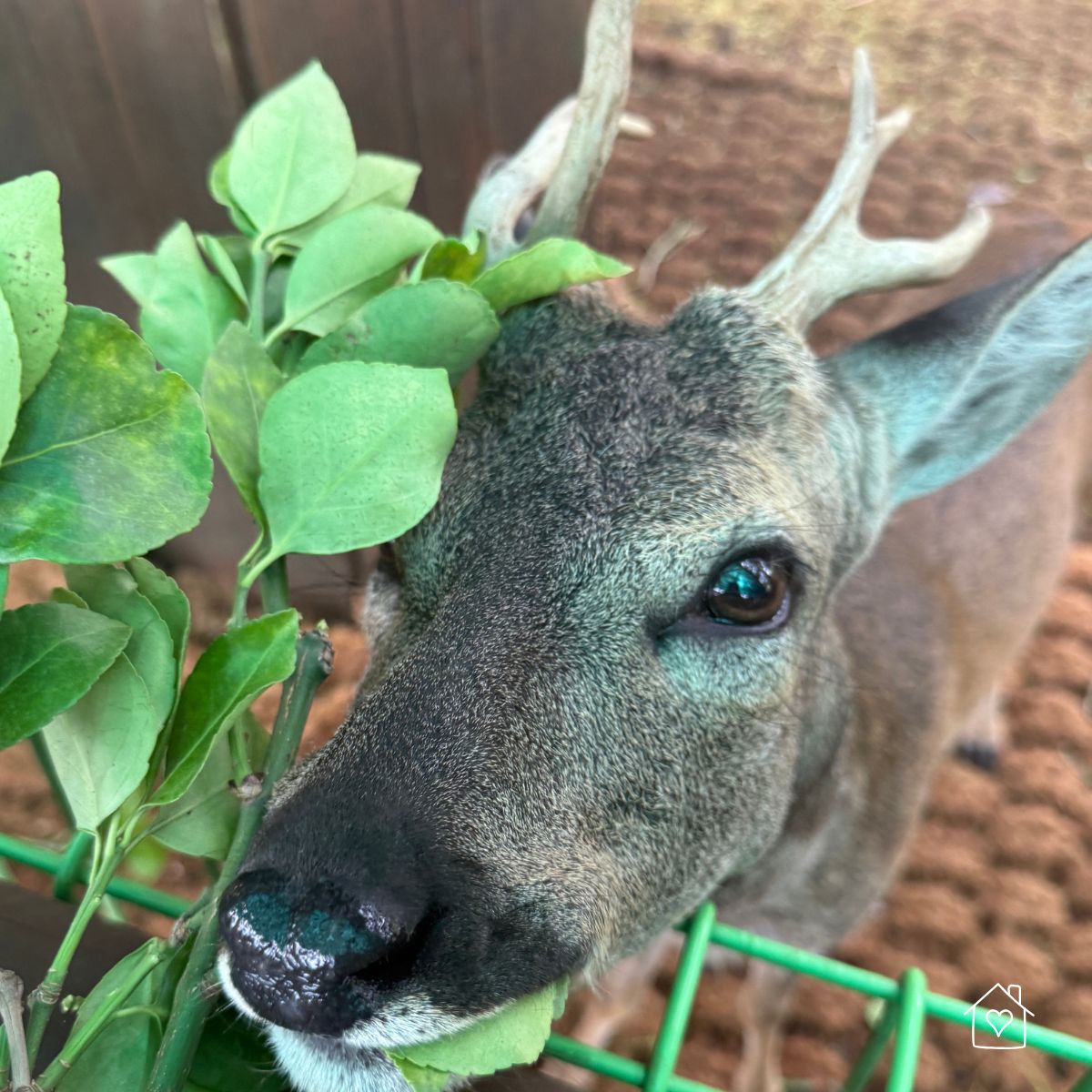 Deer eating leaves through a green wire garden fence in a backyard