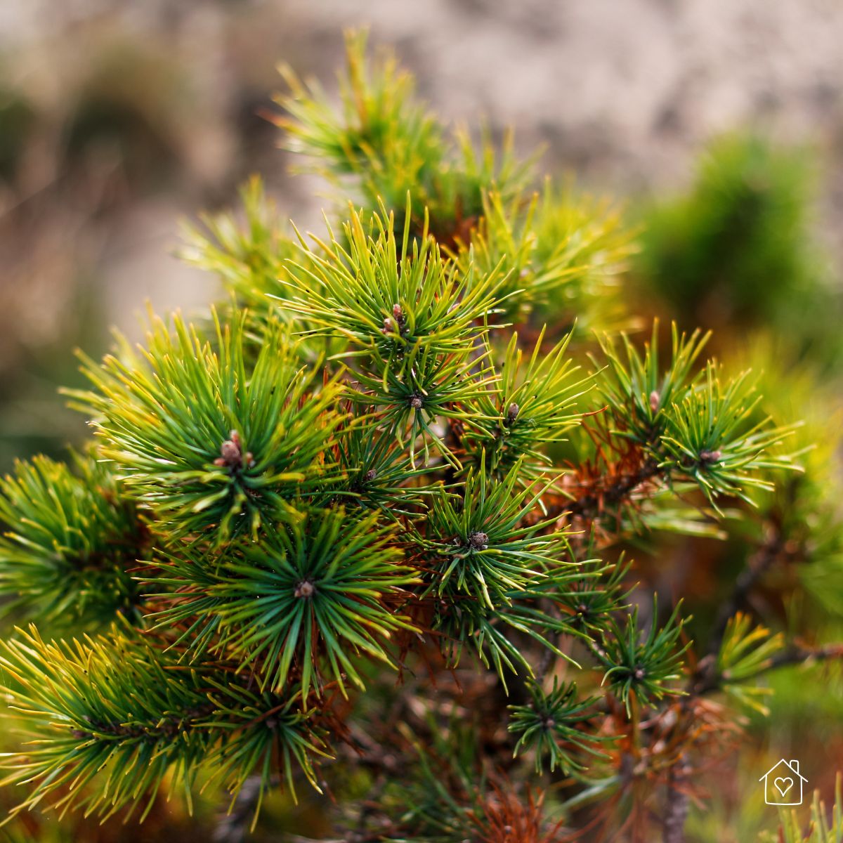Close-up of dwarf pine needles showing layered pads of foliage.