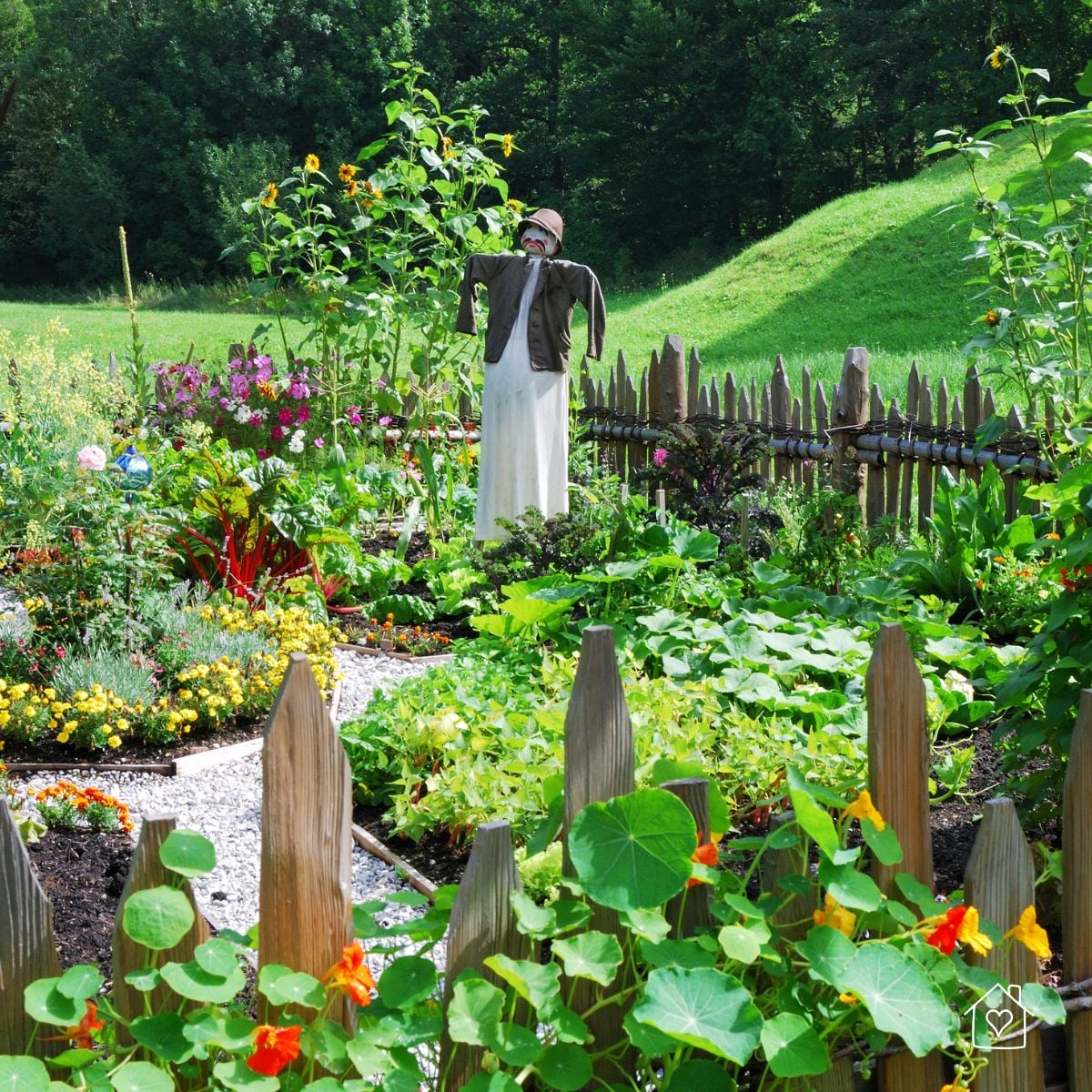 Vegetable garden with flowers, scarecrow, and wooden fence in a sunny backyard