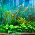 Natural freshwater aquascape featuring anubias in the foreground and tall stem plants creating a layered background