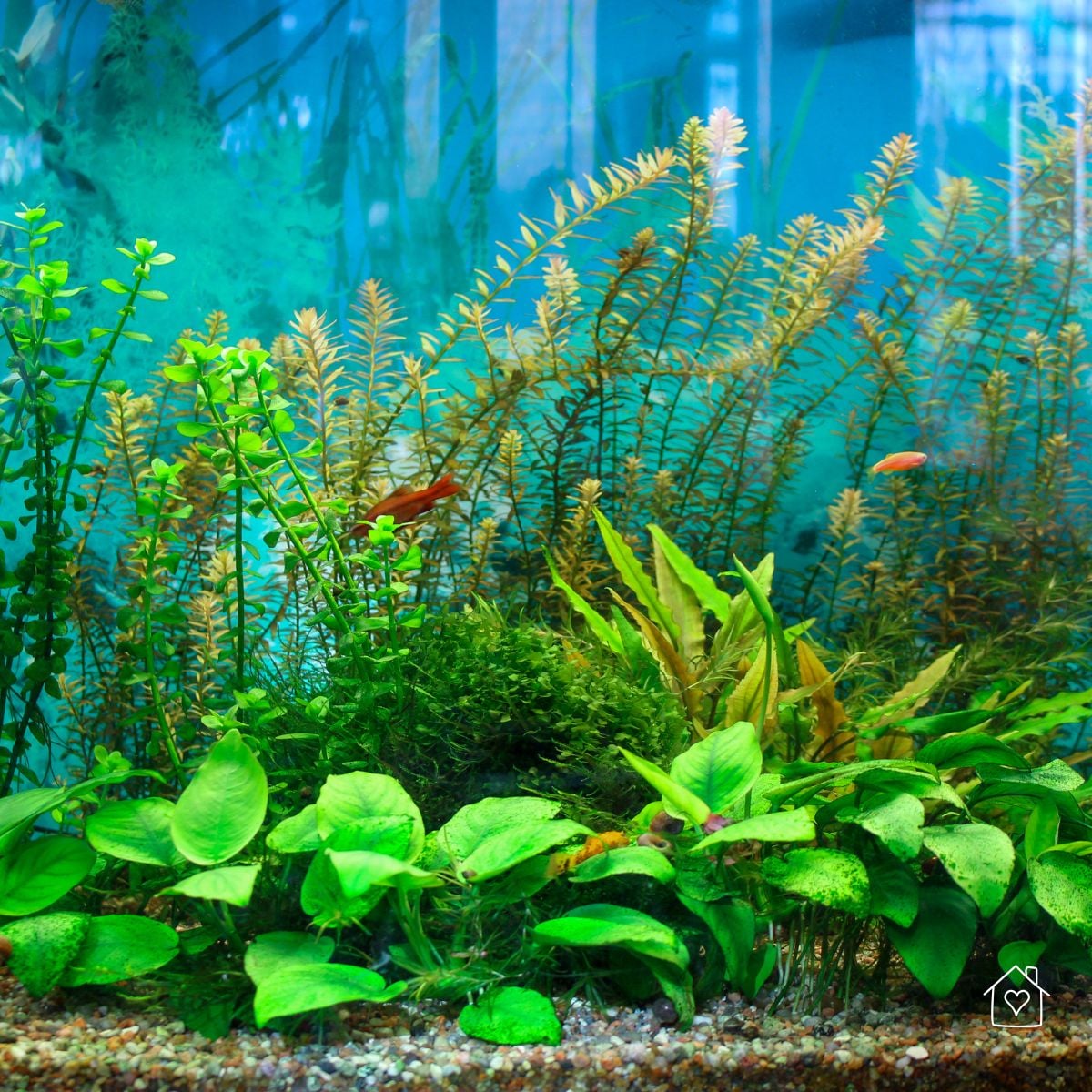 Natural freshwater aquascape featuring anubias in the foreground and tall stem plants creating a layered background