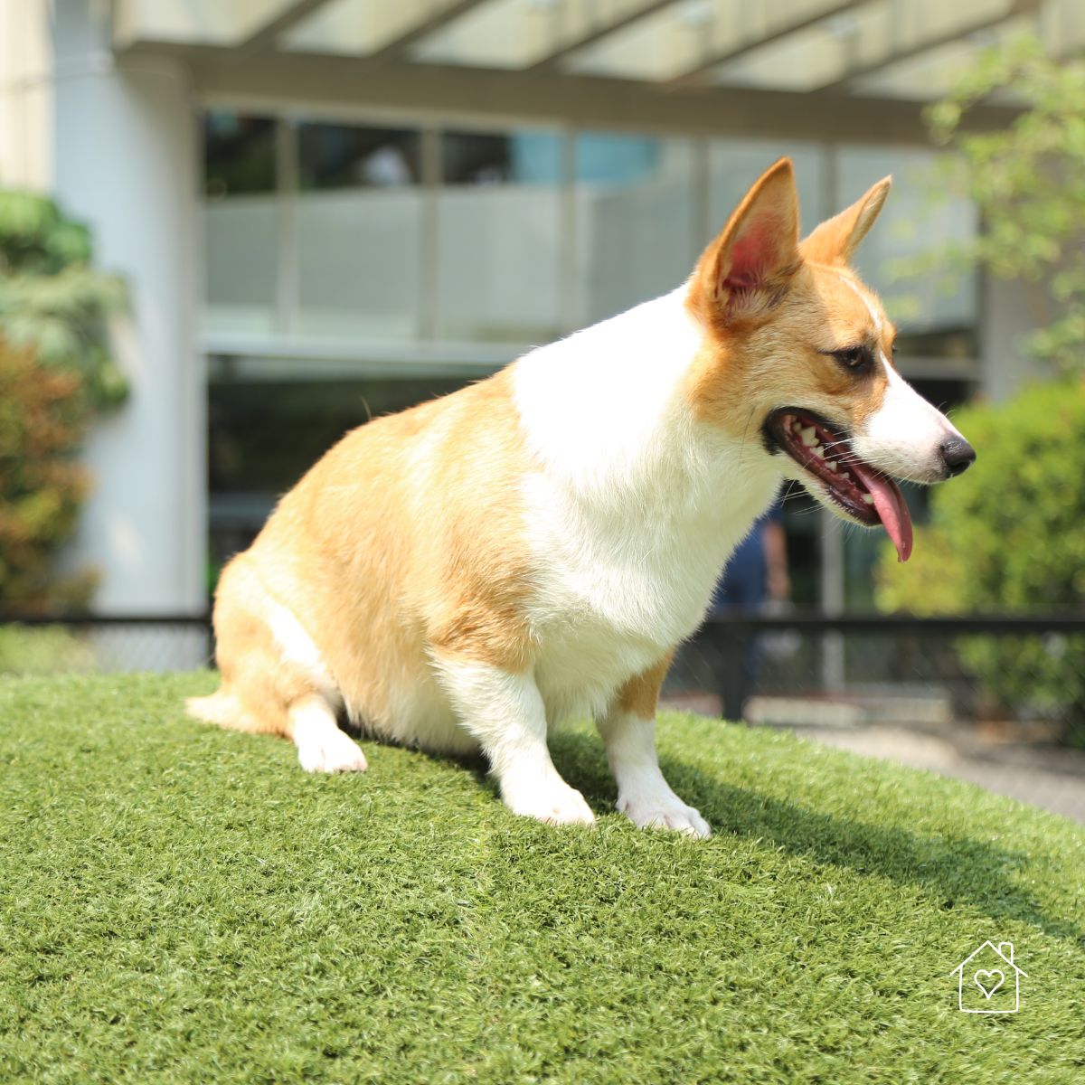 Corgi sitting on artificial grass outdoors, showing a pet-friendly synthetic turf surface.