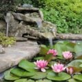 Stone backyard pond waterfall flowing into a lily pond with blooming pink water lilies and green lily pads.