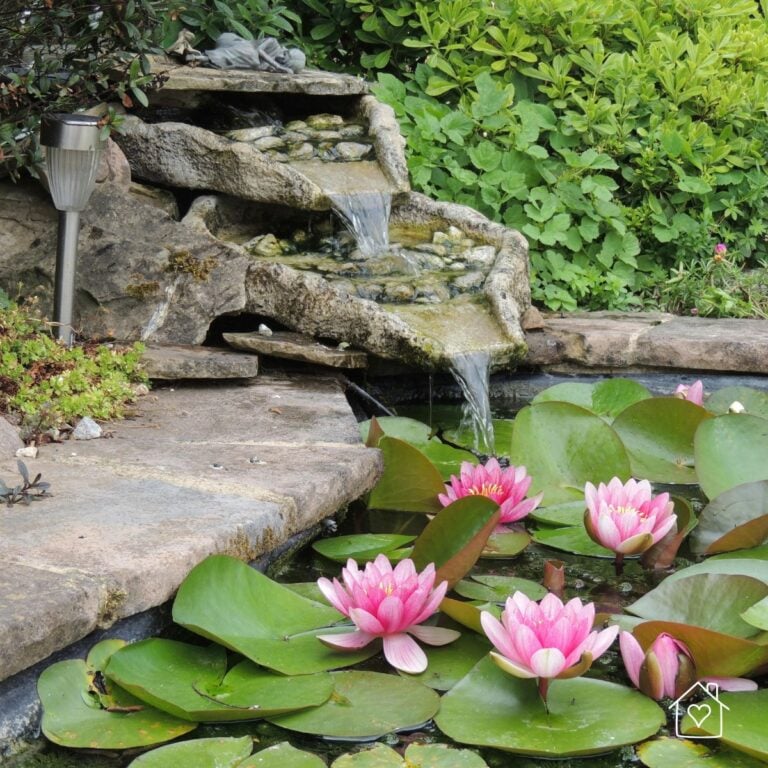 Stone backyard pond waterfall flowing into a lily pond with blooming pink water lilies and green lily pads.
