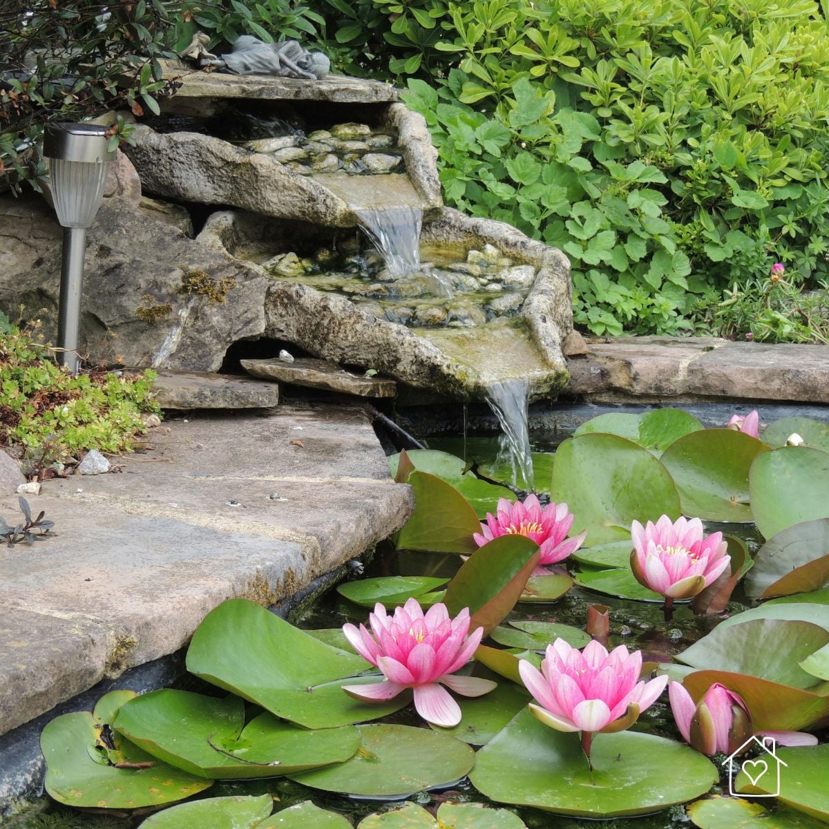 Stone backyard pond waterfall flowing into a lily pond with blooming pink water lilies and green lily pads.