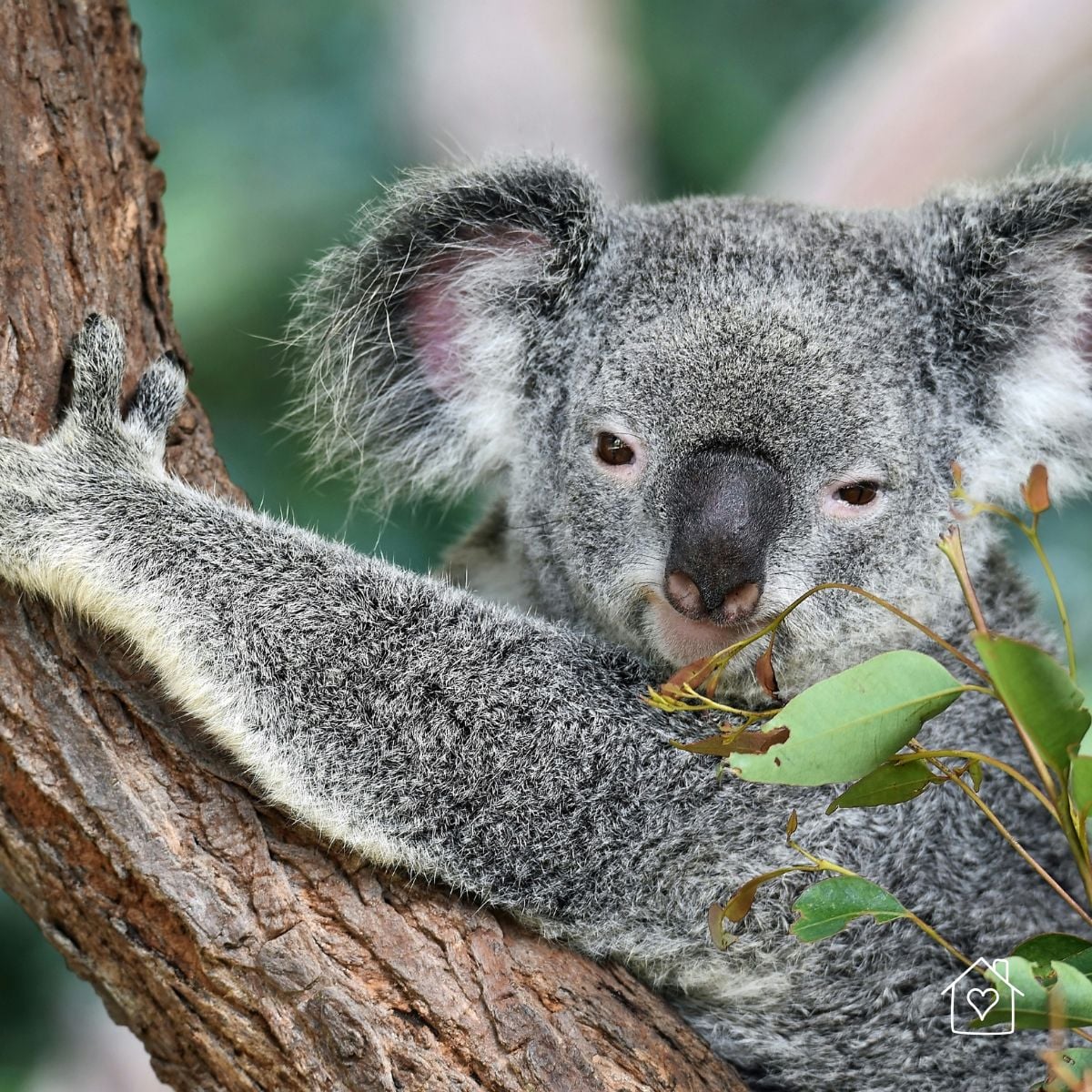 Close-up of a koala resting on a tree branch surrounded by eucalyptus leaves