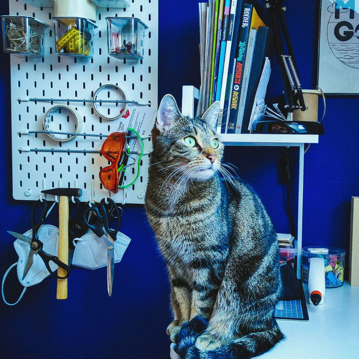 Tabby cat sitting on a home office desk beside an organized white pegboard with tools, shelves, books, and workspace accessories