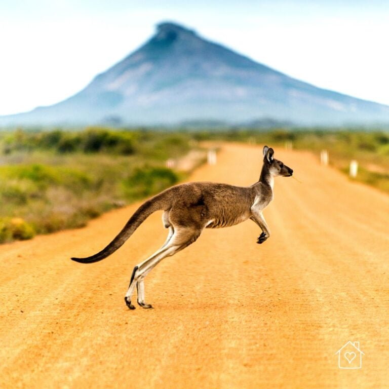Kangaroo hopping across a dusty road in the Australian outback with a mountain in the distance