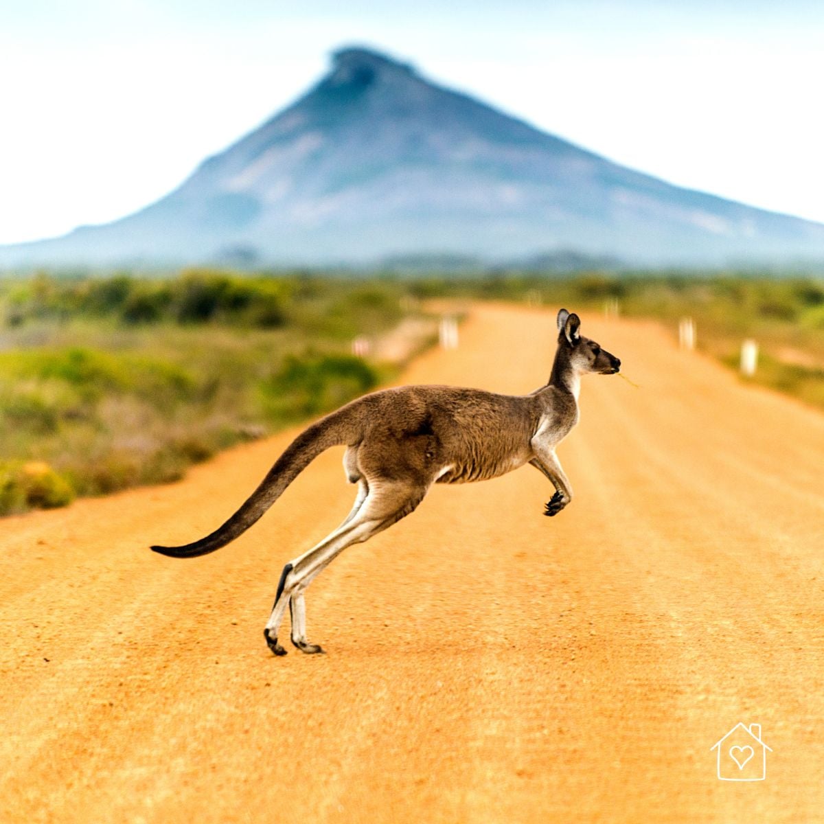 Kangaroo hopping across a dusty road in the Australian outback with a mountain in the distance