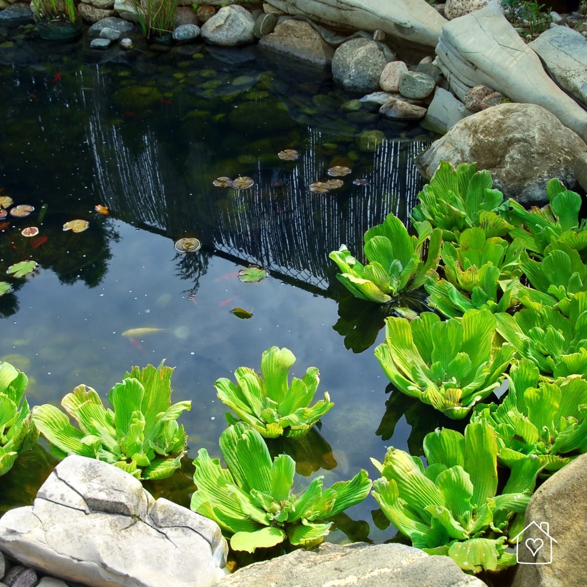Natural-style backyard pond with large rocks, floating water lettuce, and dark reflective water.
