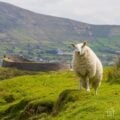 green hills in an Ireland with a beautiful sheep