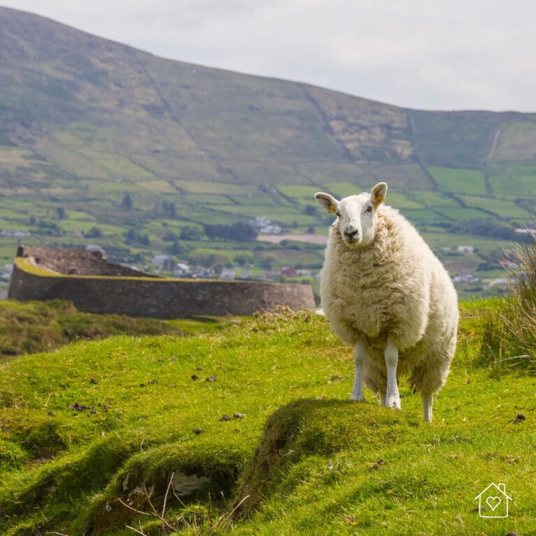 green hills in an Ireland with a beautiful sheep