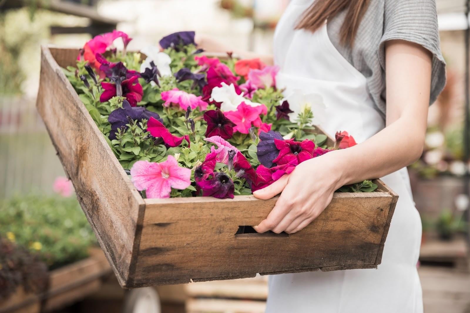 Person holding a wooden crate filled with bright pink purple white and red petunia flowers ready for planting in the garden