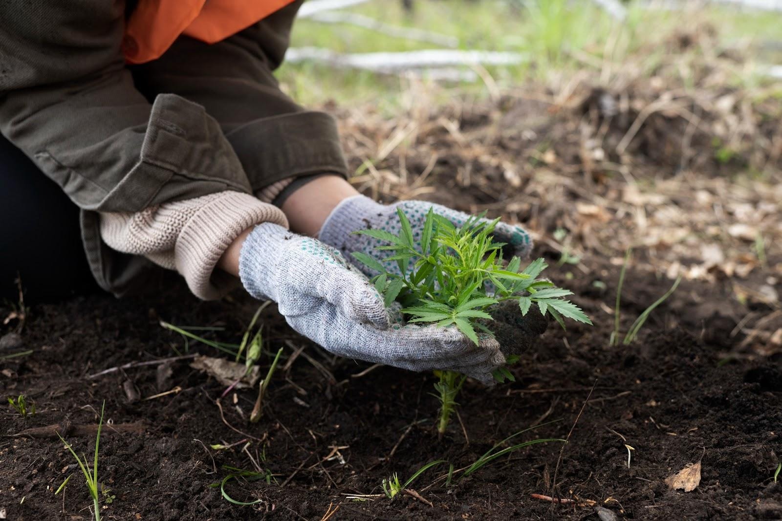Gardener wearing gloves placing a small green perennial into dark prepared soil during the first stage of planting