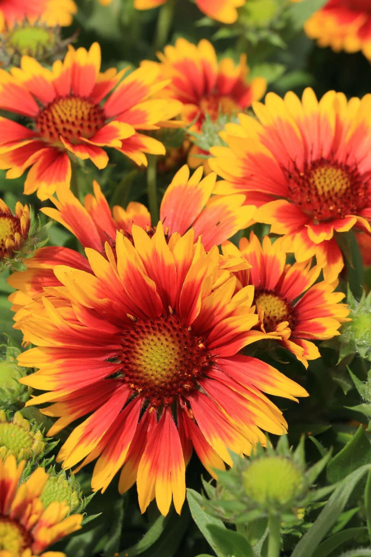 Blanket flower plants with vibrant red and yellow daisy-like blooms in full sun