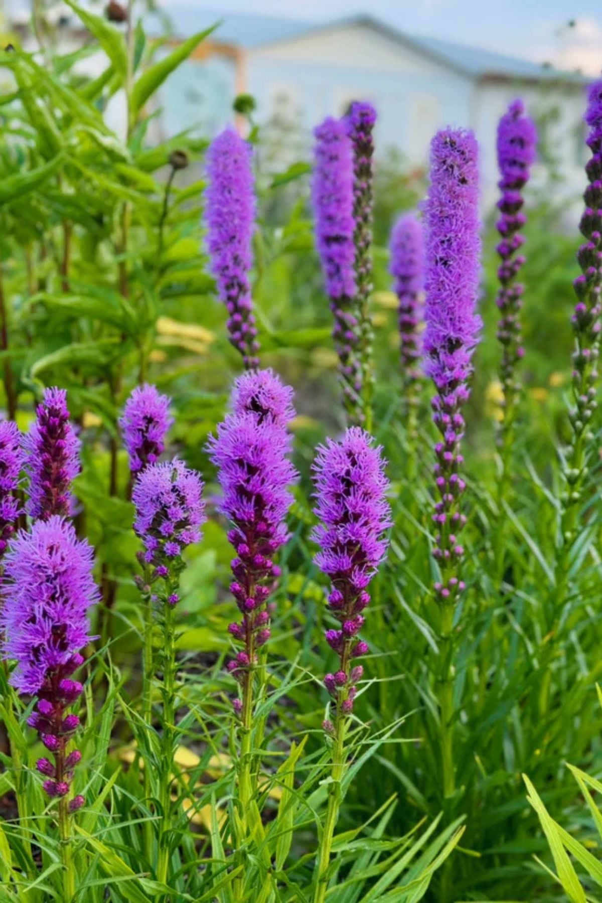 Blazing star liatris with tall purple flower spikes growing in a sunny garden