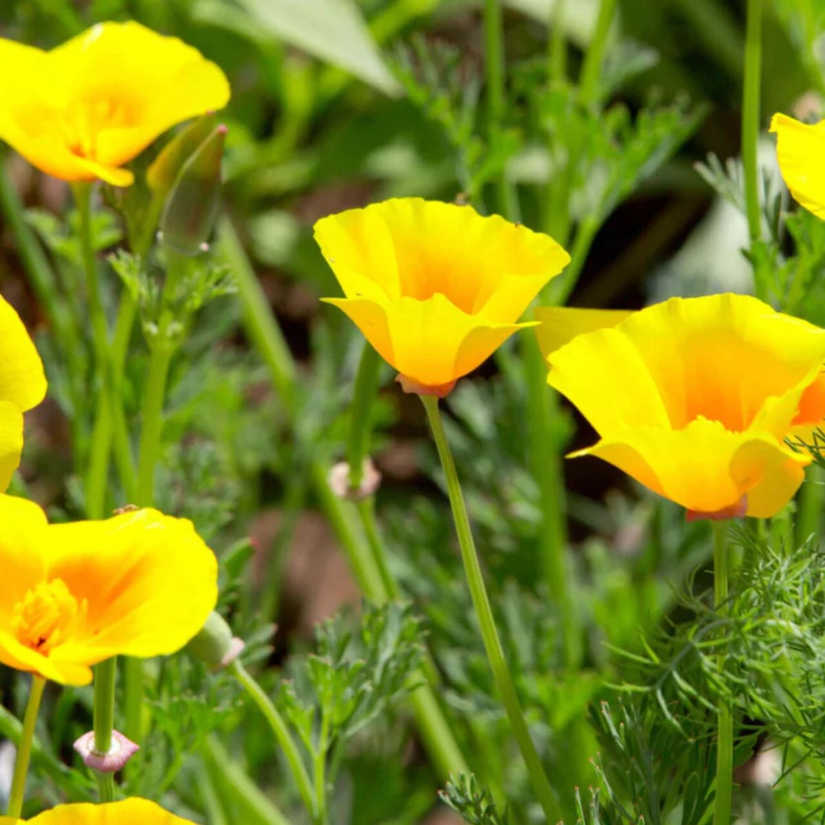 Celandine poppy plants with bright golden yellow flowers blooming in a sunny garden setting