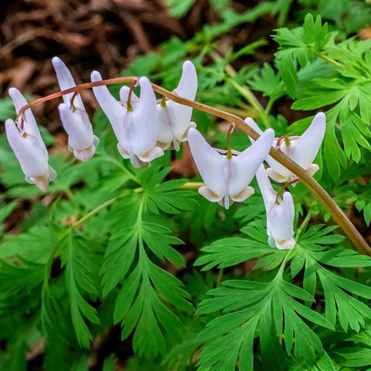 Dutchman's breeches with delicate white pantaloon-shaped flowers dangling from an arching stem over fern-like foliage on a woodland floor