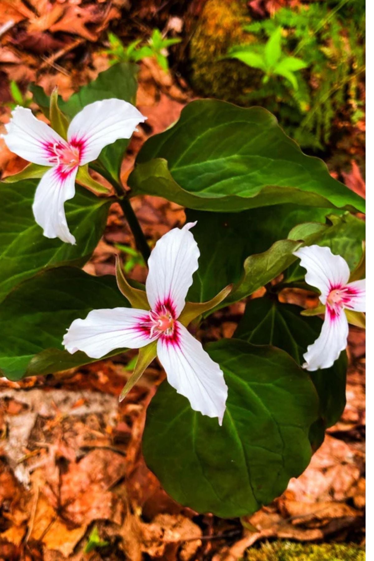 Painted trillium with white petals and pink centers resting on a forest floor covered in fallen leaves