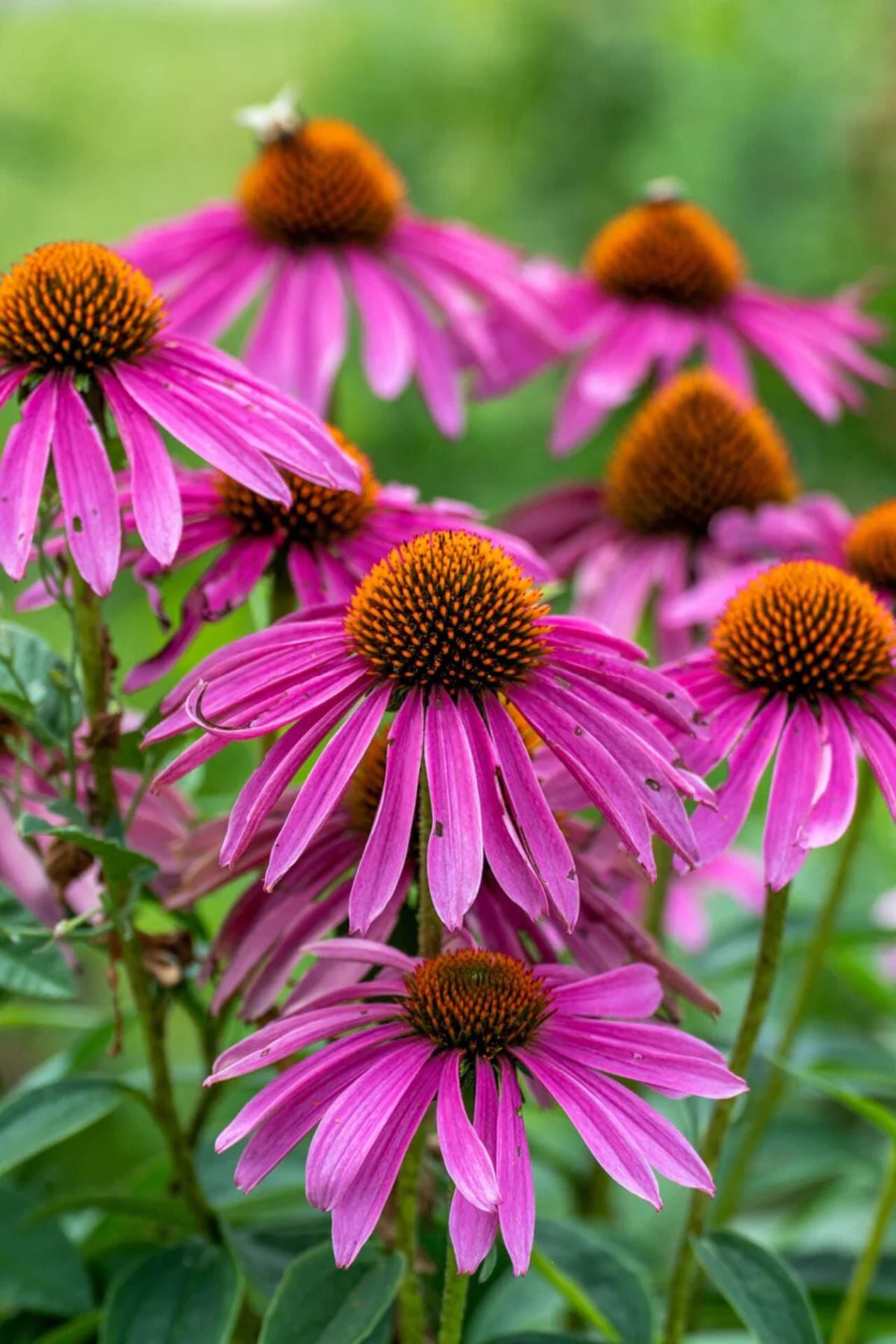 Purple coneflower plants with rosy pink petals and orange centers growing in a garden
