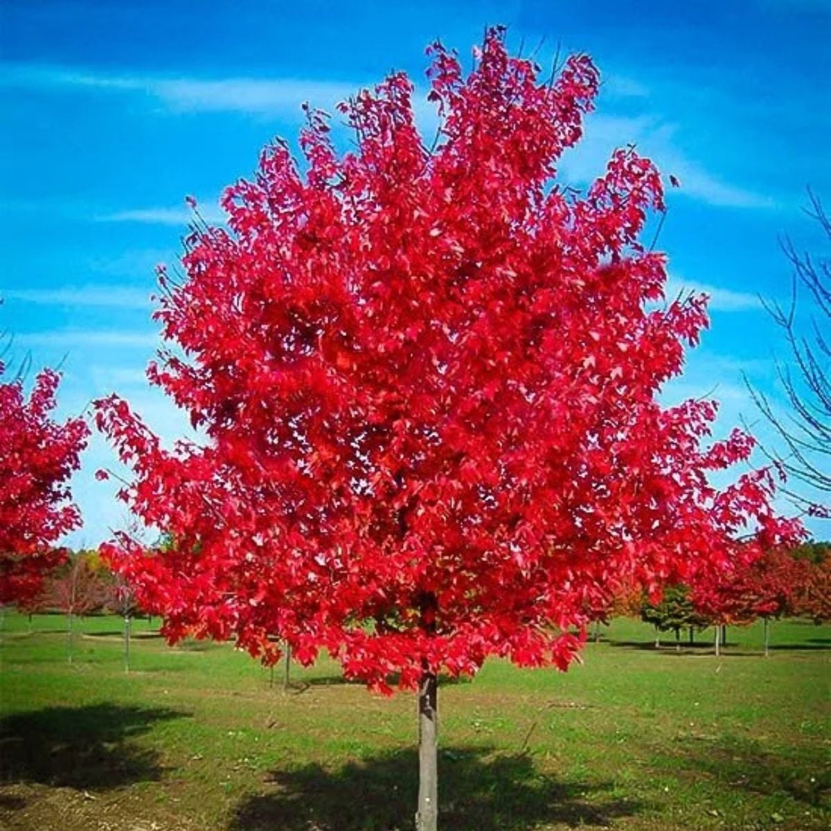 Red maple tree with brilliant scarlet fall foliage growing in a landscaped yard