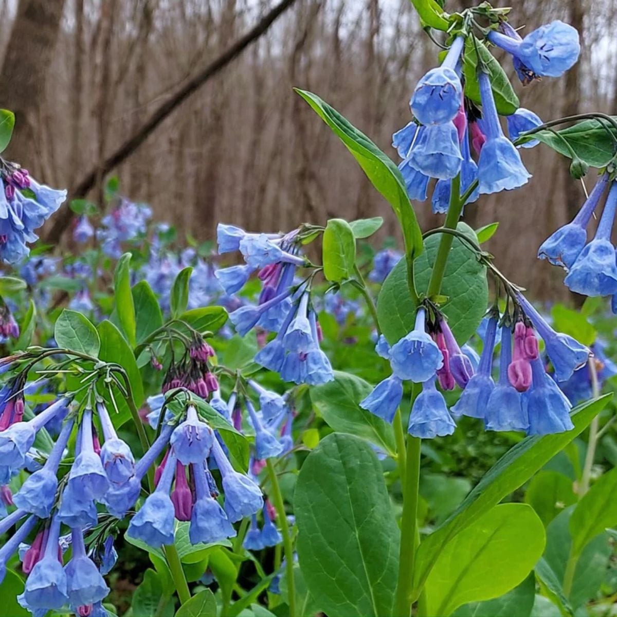 Virginia bluebell with clusters of sky blue bell-shaped flowers carpeting a woodland floor in early spring
