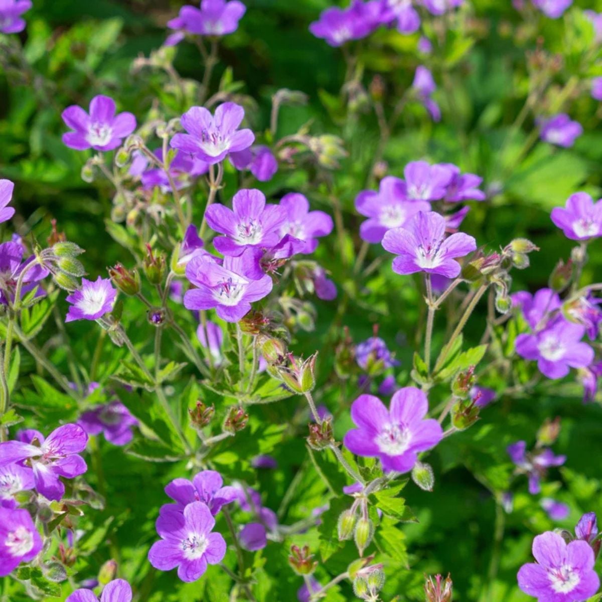 Wild geranium plant covered in rich purple five-petaled flowers blooming in a lush green garden