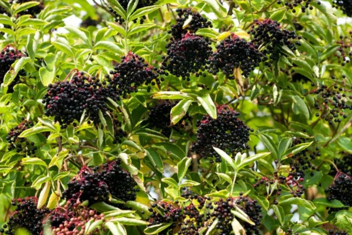 elderberry bush with dark ripe berries native plant zones 3-9