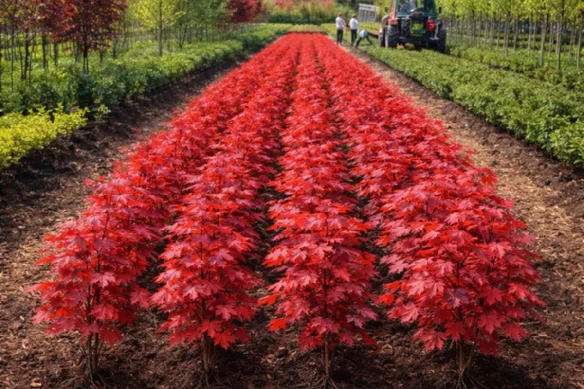 rows of red maple seedlings growing at Tennessee Wholesale Nursery