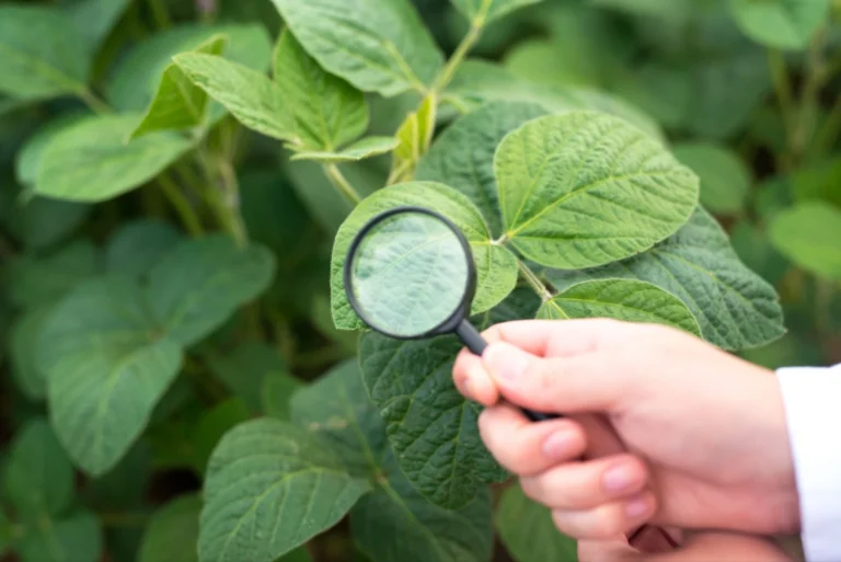 How Accurate Are Plant Identification Apps