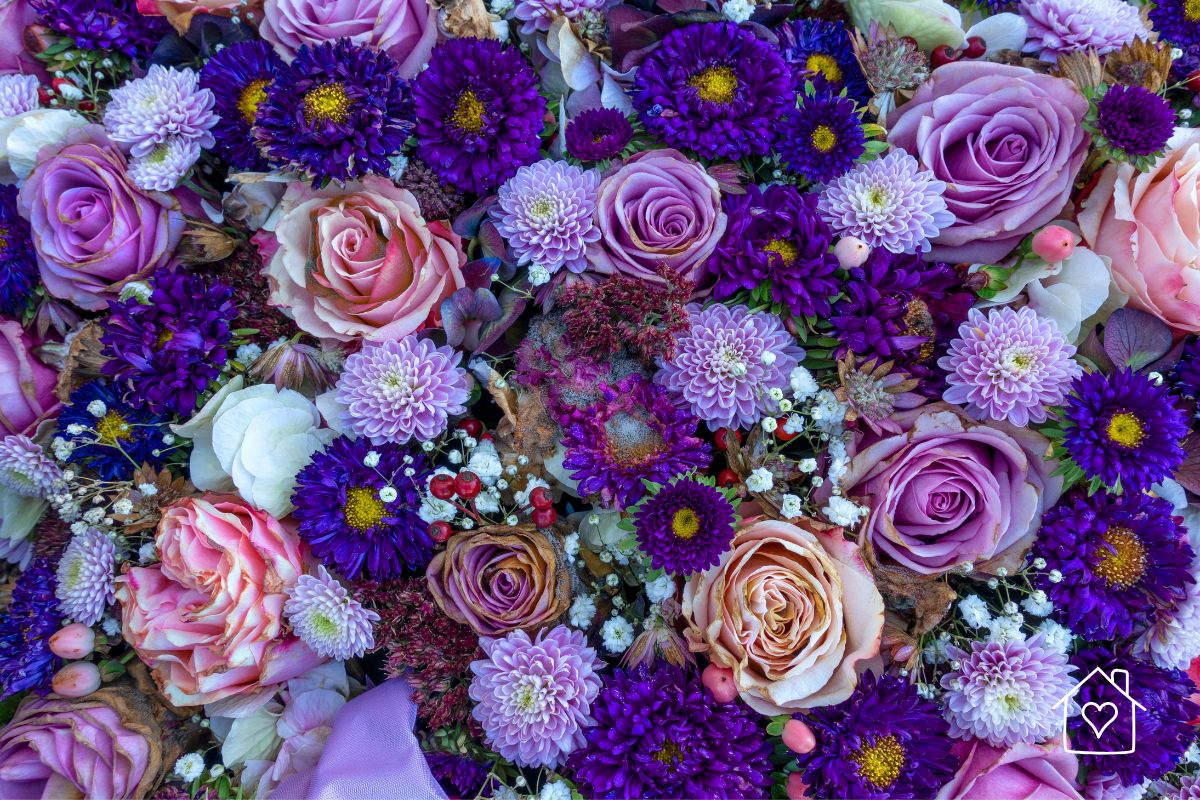 Close-up of purple asters, pink roses, chrysanthemums, and mixed wholesale flowers for weddings and special events