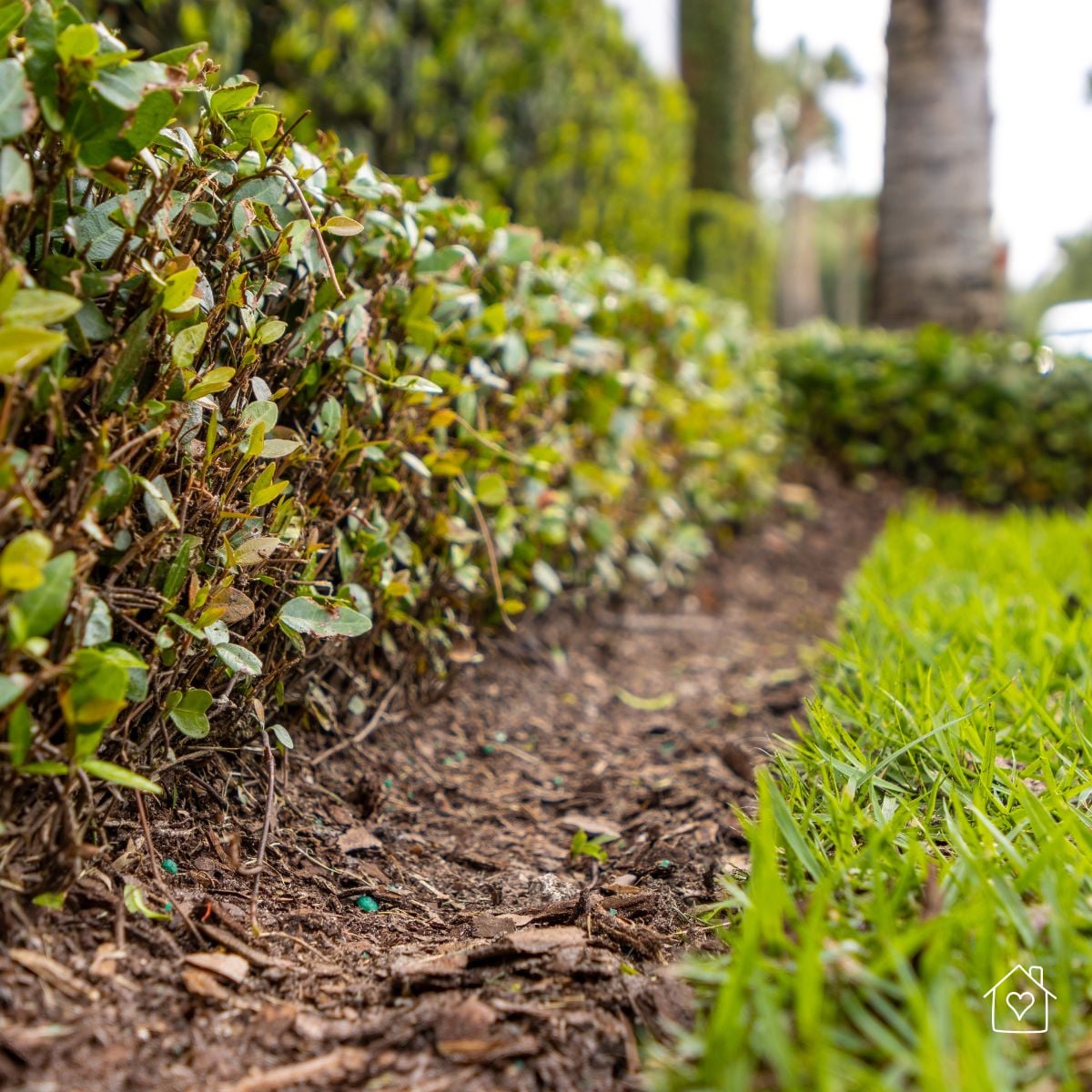 Fresh mulch surrounding neatly trimmed hedges in a landscaped garden bed with defined borders to reduce runoff and keep mulch in place after storms.