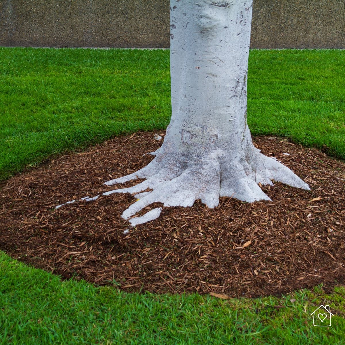 Tree surrounded by a properly mulched ring with exposed root flare, demonstrating correct mulch placement to reduce erosion and protect tree health.