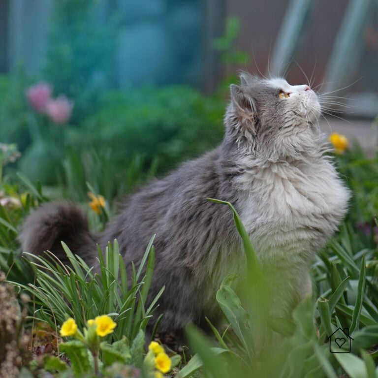 Cat sitting in a garden flower bed, a common reason homeowners search for ways to keep cats out of garden beds