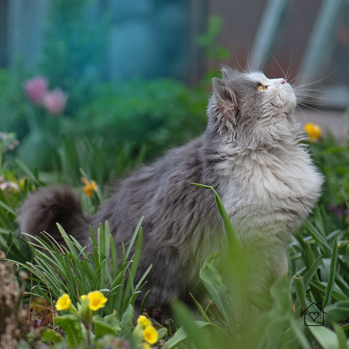 Cat sitting in a garden flower bed, a common reason homeowners search for ways to keep cats out of garden beds